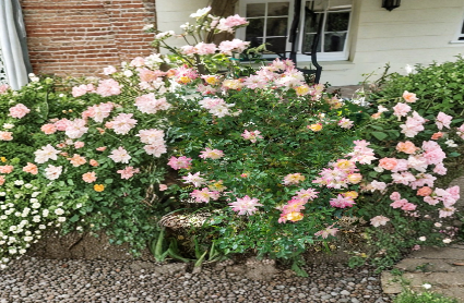 Confetti Miniature Rose Cuttings 3 Count Live Fresh Rosa for Propagation