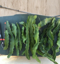 Purple Haze Red Dragon Fruit Cuttings 2 Count 9 to 14 Inch Pitaya Cactus Unrooted Live Plant Stems