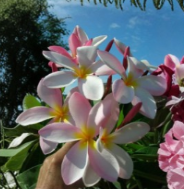 Plumeria Rubra No Root Cutting Pink White Yellow Frangipani Flower Live Tropical Plant Stem for Propagation