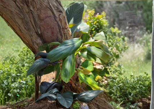 Monstera standleyana Variegated 1 Node Cutting Philodendron Cobra Fresh Stem for Propagation