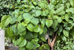 Swedish Ivy Cuttings 5 Plus Plectranthus australis Live Trailing Plant for Propagation