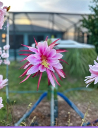 Florida Asunta 5 Dragon Fruit Cutting Hybrid Hylocereus Live Cactus Stem for Propagation