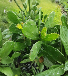 10 Prickly Pear Cactus Pads 5-10 Inch Opuntia Ficus Indica Edible Perennial Succulent Cuttings