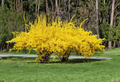 Yellow Forsythia Cuttings 10+ Hardwood Dormant Golden Bush 8–10 Inch