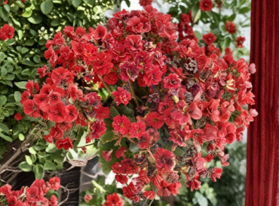 Red Kalanchoe Blossfeldiana Cuttings 2 Count Unrooted Succulent Flowering Plant Stems for Propagation