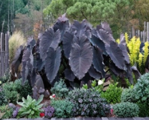 Black Ruffles Elephant Ear Small Rooted Starter Plant Colocasia Esculenta Dark Foliage Tropical Ornamental