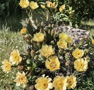 Brittle Prickly Pear Cold Hardy Cactus Cutting Opuntia fragilis Unrooted Segment