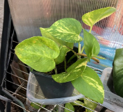 Pothos Live Plant Rooted Cuttings Epipremnum aureum Indoor Outdoor Houseplant 6 Inch Plus Lot of 4