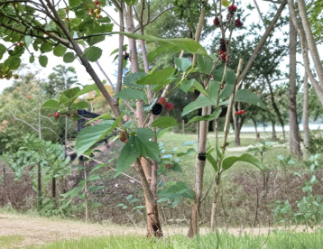 Florida Everbearing Black Mulberry Rooted Cuttings 2 Count 6 Inch Bare Root Morus Fruit Tree
