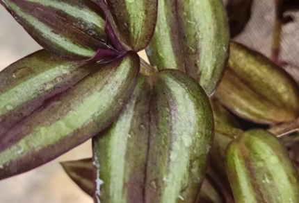 Tradescantia Zebrina Inch Plant Rooted Cuttings Set of 3 Live Houseplant