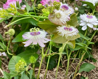 Passiflora Vine 50 Cuttings 5 to 7 Inch Unrooted Passionflower Plant Stems Butterfly Host Vine for Garden