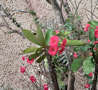 Hot Pink Crown of Thorns Cutting Euphorbia milii Succulent Live Plant Propagation