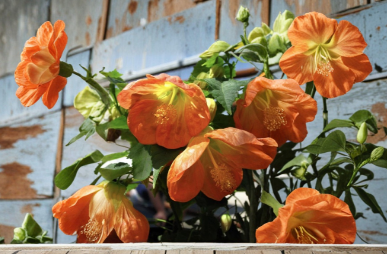 Lucky Lantern Tangerine Abutilon Starter Plant Small Rooted Flowering Maple Plant