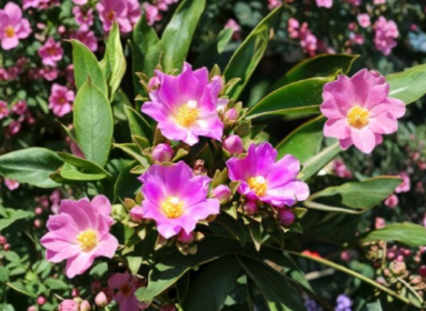 Pereskia Grandifolia Seeds 10 Count Rose Cactus Exotic Leafy Cactus Plant for Growing