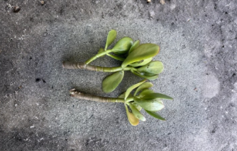 Thick Jade Plant Cuttings Crassula ovata Succulent 4 to 6 Inch Stems Set of 2