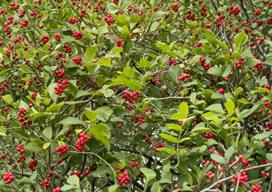 20 Highbush Cranberry Cuttings Viburnum Trilobum Cold Hardy Zone 3 Berry Shrub for Propagation
