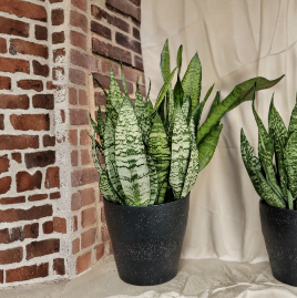 Snake Plant Sansevieria Trifasciata Live Rooted Cutting Starter Houseplant