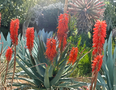 Aloe x principis Raw Cuttings Unrooted Succulent for 1 Gallon Pot