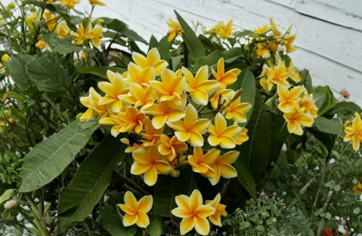 Rare Bali Yellow Plumeria Cuttings 2 Branches 9 to 12 Inches Tall Frangipani Live Plant Stems for Propagation Tropical Garden