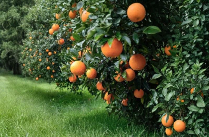4 x California Navel Orange 6 - 8 inches Scions Cutting for Grafting Rooting