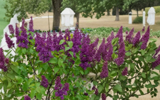 Congo Lilac Starter Plant Syringa Vulgaris 4-8 Inch Tall Well Rooted Live Shrub