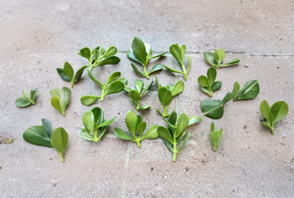 Jade Plant Succulent Cuttings Crassula ovata Live Plant 3 to 5 Inch Stems