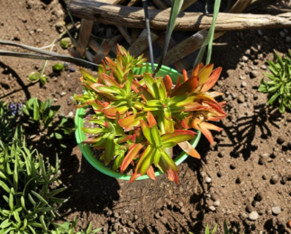 Crassula Capitella Campfire Cuttings 8 Pack 1-2 Inch Red Green Succulent Unrooted Stems