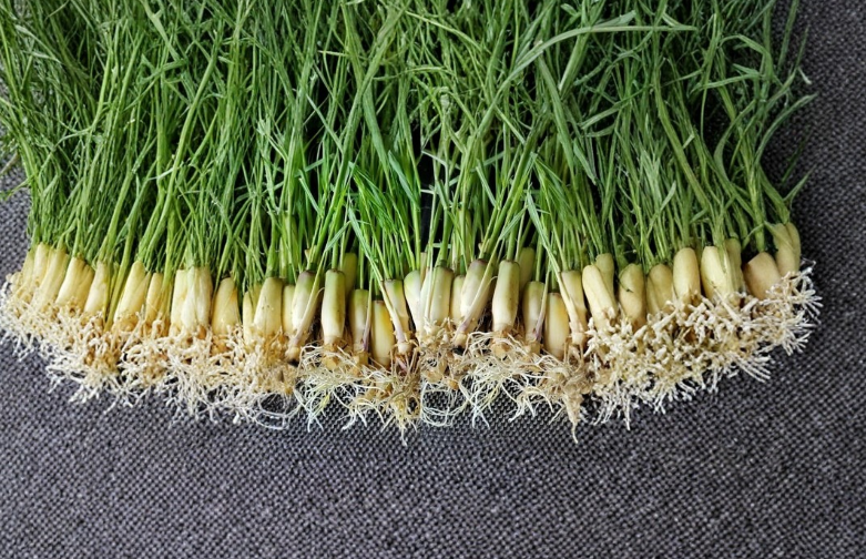 Lemongrass Stalks 10 Count Ready to Plant Cymbopogon citratus Live Starter Grass for Outdoor Growing