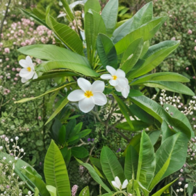 White Hawaiian Frangipani Plumeria Cutting 12 Inch Unrooted Tropical Plant