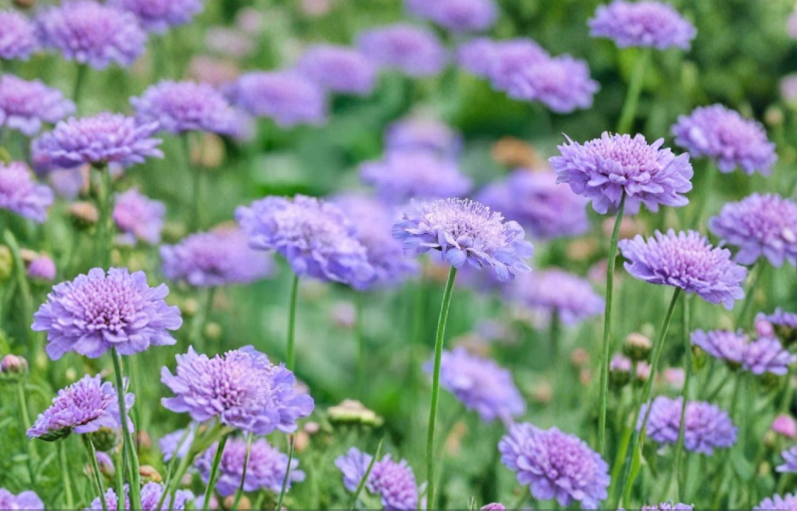 Scabiosa Pincushion Flower Starter Plant Perennial Garden Bloom