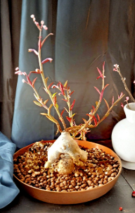 Monadenium Rubellum Caudex Seeds 10 Count Euphorbia Rubellum Bonsai Succulent Plant Seeds