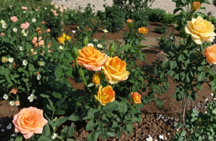 Gold Medal Rose Cuttings 3 Unrooted Stems for Rooting or Grafting Hybrid Tea Yellow Orange Garden Roses
