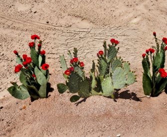 Opuntia Fruit Punch Hybrid Prickly Pear Cactus Pad Cutting Live Segment for Propagation