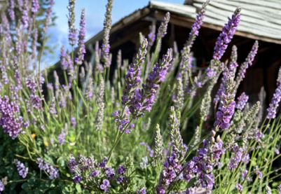 Lavender Sensational Starter Plant Lavandula Intermedia Fragrant Purple Perennial Herb for Garden Beds Containers