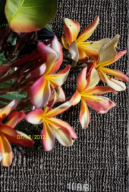 Candy Stripe Plumeria Cuttings 5 Count 8 to 11 Inch Unrooted Frangipani Live Plant Stems
