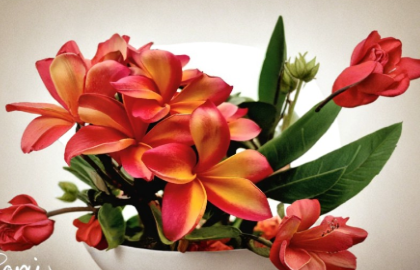 Plumeria Col’s Cooktown Sunset Unrooted Cutting Rare Frangipani Thailand Variety Tropical Flower Plant
