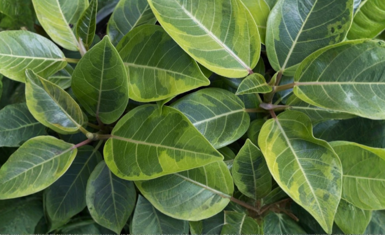 Ficus altissima Variegata Cuttings 3 Count Asian Council Tree Fresh Stems for Propagation