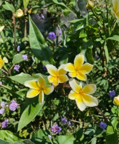 Aztec Gold Plumeria Cutting 6 to 8 Inch Single Head Frangipani Scented Tropical Flower Plant for Propagation