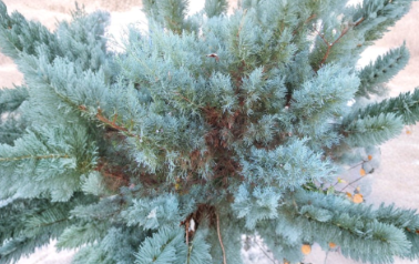 4 Grey Owl Juniper Cuttings Evergreen Spreading Juniper Unrooted Stems for Propagation with Rooting Guide