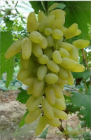 5 Black Mulberry Scions Morus nigra Cuttings for Grafting Live Fruit Tree Wood Dormant Propagation Stems