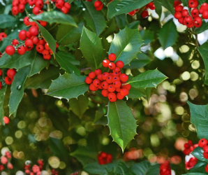 American Holly Cuttings 15 Fresh Unrooted Ilex Opaca Evergreen Tree Stems for Propagation