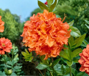 Gibraltar Deciduous Azalea Rooted Starter Plant Rhododendron Orange Flower Shrub Small Live Plant