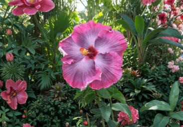 Tahitian Midnight Magic Hibiscus 2 Cuttings Tropical Flowering Plant Stems for Propagation Ornamental Garden Shrub