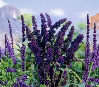 Black Knight Buddleia Davidii Starter Plant Small Rooted Butterfly Bush Purple Flower Shrub