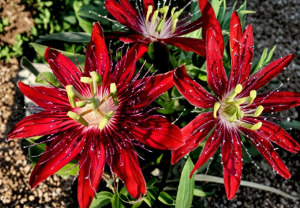 Lady Margaret Passionflower Live Plant 6 to 8 Inch Tall Passiflora Vine Shipped Without Pot