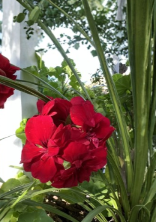 5 True Red Ivy Geranium Cuttings Pelargonium 6 Inch Live Plant Stems for Propagation Hanging Basket Flower