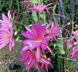 Irette Epiphyllum Orchid Cactus Cutting Unrooted Live Tropical Cactus Segment