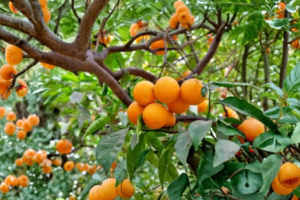 California Navel Orange Scions 5 Count Citrus Sinensis 6 to 8 Inch Grafting Cuttings