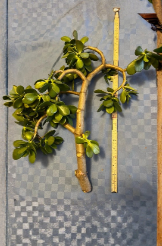Thick Jade Plant Cutting 16 Inch Crassula ovata Green Succulent Pre Bonsai Stem