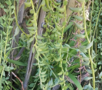 String of Bananas Succulent Cuttings Senecio radicans Trailing Houseplant Unrooted Lot of 5
